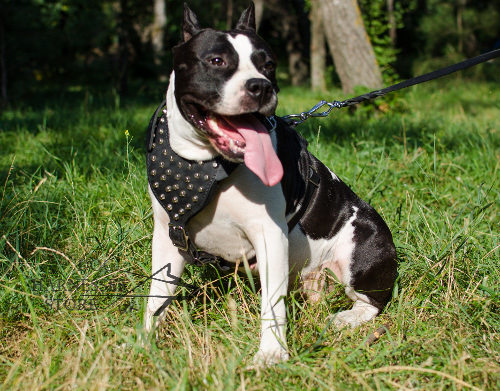 Studded dog harness with pyramids for Staffy