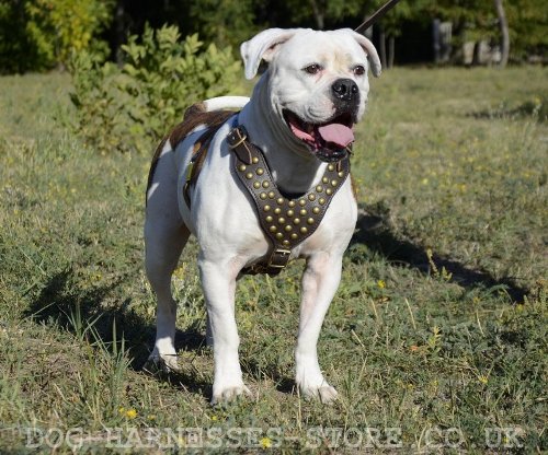 Walking Harness for American Bulldog with Brass Studded Chest