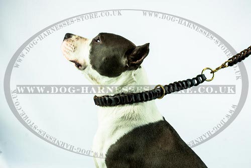 Amstaff Dog Collar of Fine Braided Leather for Good Behavior