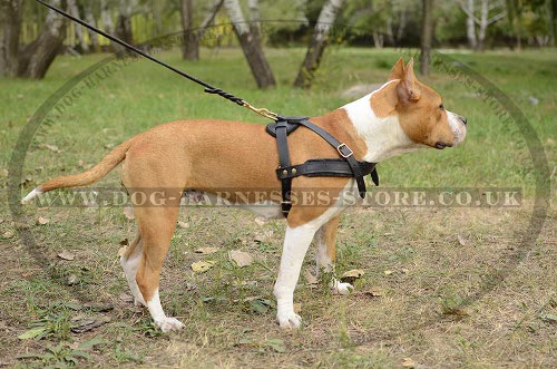 Dog Pulling Harness of Leather for Amstaff Tracking and Training