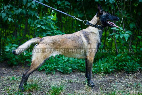 Double-Ply Leather Dog Collar for Belgian Malinois Royal Style