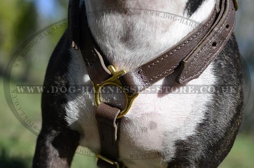 Bestseller! Bull Terrier Leather Walking and Tracking Harness