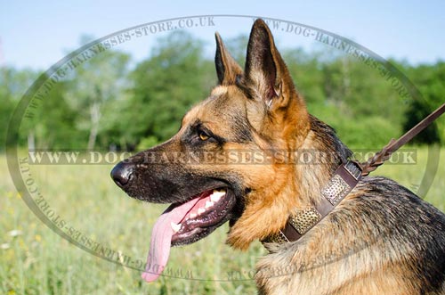 Vintage Style German Shepherd Dog Collar with Brass Plates
