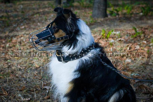 Royal Double-Ply Leather Dog Collar with Spiked Decor for Collie