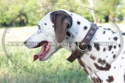 Elegant Dalmatian Dog Collar for Sharp and Outstanding Look