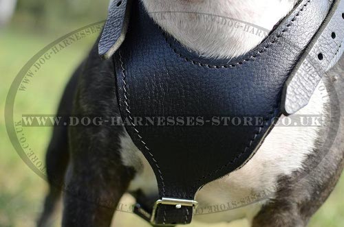 Leather English Bull Terrier Dog Harness with Wide Breast Plate