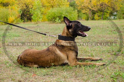 Bestseller! Extra Wide Leather Dog Collar for Malinois Shepherd