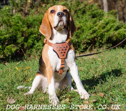 Stylish Small Dog Harness with Studded Chest Plate for Beagle