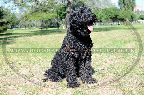 Black Russian Terrier Padded Leather Harness for Tracking UK