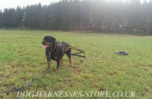 Weight Pulling Harness for Rottweiler