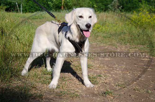soft dog harness uk for golden retriever puppy