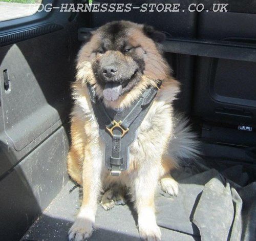 Eurasier Dog Harness, Luxury Padded Leather Chest Plate