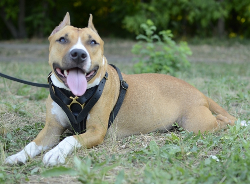 Dog Walking Harness for Pitbull, Perfect for Training Challenge!
