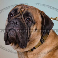Bullmastiff Leather Collar with Nickel Plates and Spikes