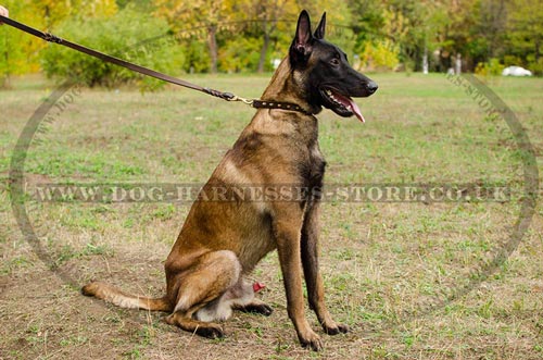 Malinois Collars for Dogs