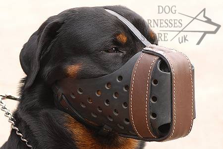 Dog Training Muzzles