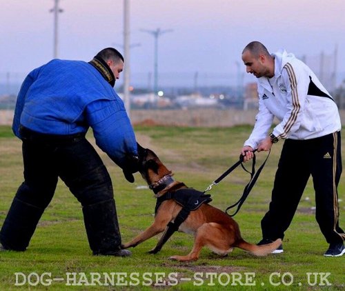 Attack Dog Training According Mondioring System