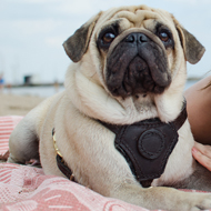 Padded Dog Harness UK for Pug, UK