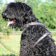 Black Russian Terrier Hand Painted Barbed Wire Designer Harness