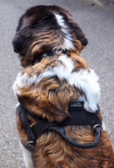 Saint Bernard Dog Harness of Nylon with ID Patches, Bestseller!