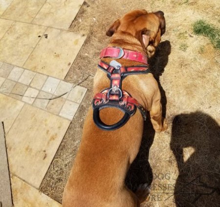 Handmade Dog Harness Padded with "Flames", Natural Leather