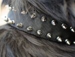 Nylon Dog Collar with 2 Rows of Spikes for Newfoundland