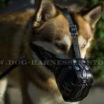 Husky Dog Muzzle Leather with Unique Barbed Wire Hand Painting