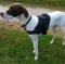 Bestseller! English Pointer Harness for Walking and Training