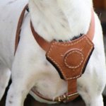 Padded Dog Harness for Small, Medium Dog Breeds