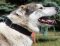 Dog Collar with Name Plate for Husky UK