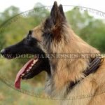 Tervuren Collar Leather Decorated with Braid, Elegant Design