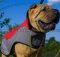 Dog Coat for Shar-Pei Warm and Comfy Walking in Cold Weather