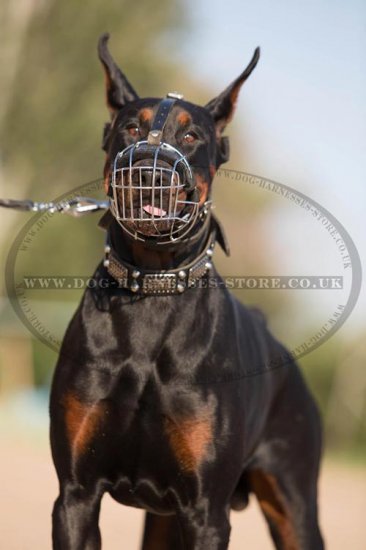 Bestseller! Doberman Muzzle of Wire Basket Design