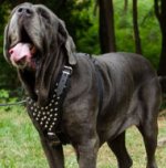Neapolitan Mastiff Harness of Leather Studded Breast Plate