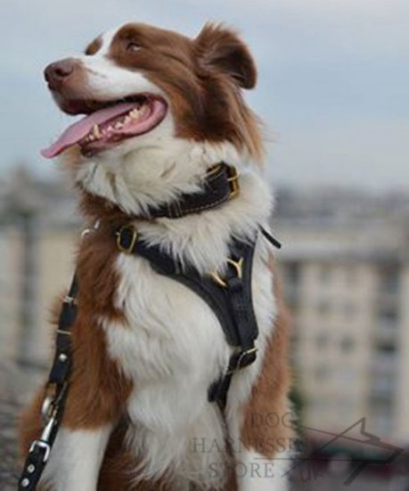 Australian Shepherd Dog Harness for Tracking, Training and Walks