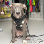 Dog Harness Sport and Training Made of Nylon, Bestseller in UK!_5