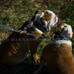 Two Bulldogs Walking Coupler Leash, Braided