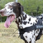 K9 Harness for Dalmatian, Lightweight Nylon with Patches