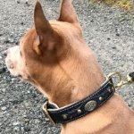 Handmade Padded Leather Dog Collar for Thai Ridgeback