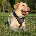 Dog Harness for Labrador with Y-shaped Padded Chest Plate