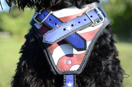 Leather Dog Harness "American Pride" for Black Russian Terrier