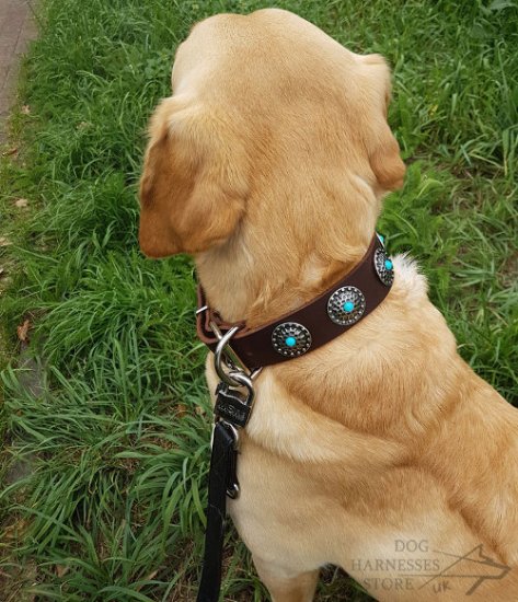 Labrador Collar Leather with Silver-Like Circles and Blue Stones