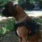 Boxer Dog Chest Harness Nylon with Handle for Multipurpose Use