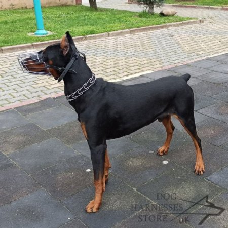 Bestseller! Doberman Muzzle of Wire Basket Design