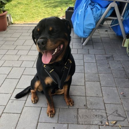 Rottweiler Harness of Leather for Attack and Protection Training