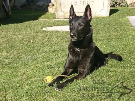 Solid Rubber Ball for Dogs