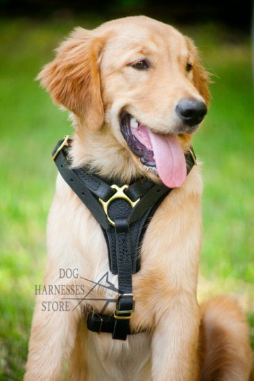 Bestseller! Labrador Harness UK of Leather for Walking Dogs