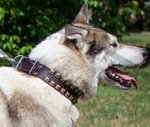 Dog Collar for West Siberian Laika with Brass Studs, Caterpillar