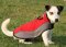 Dog Waterproof Coat for Jack Russel Terrier, Perfect for Winter