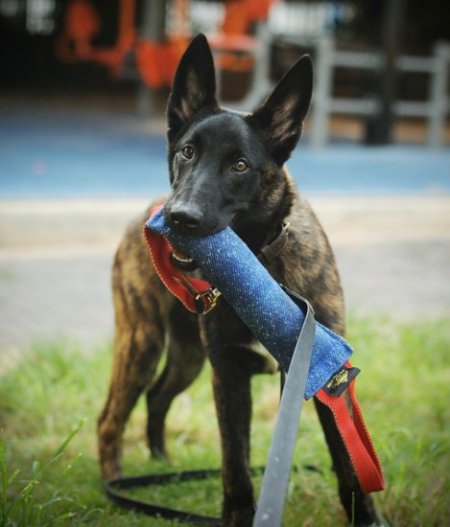 Belgian Tervuren Training Bite Tug of French Linen with Handles